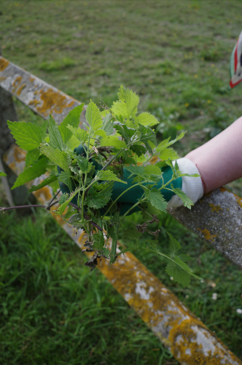 Ortie, la plante de la récupération