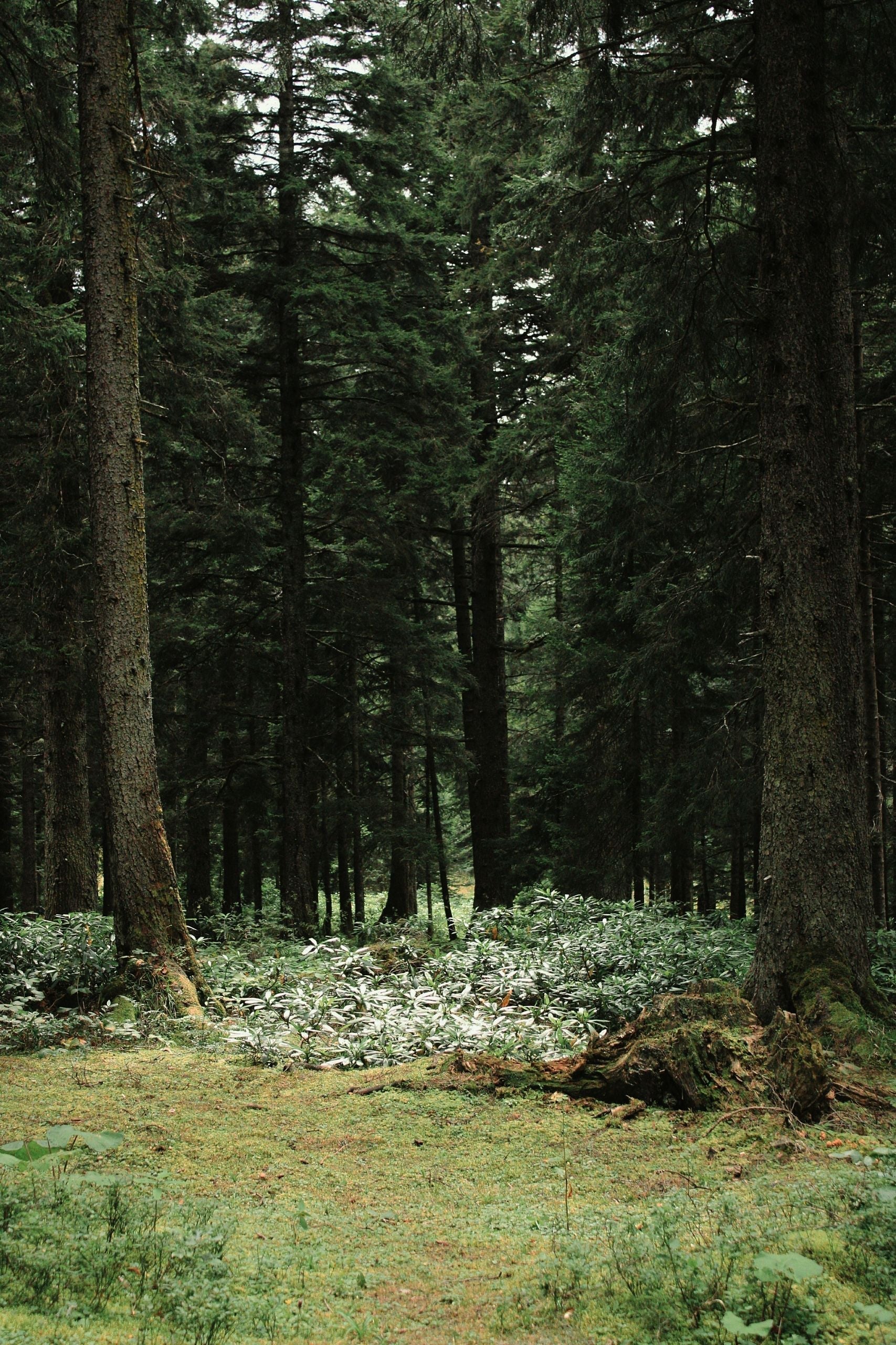 Les 5 plus belles forêts de France : ces refuges naturels qui prennent soin de notre santé