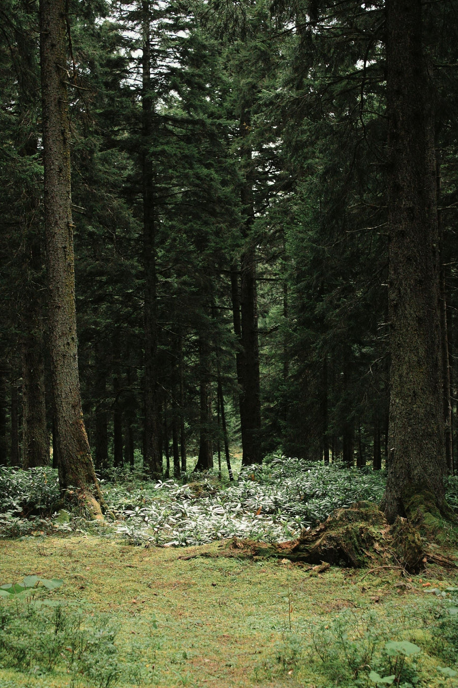 Les 5 plus belles forêts de France : ces refuges naturels qui prennent soin de notre santé