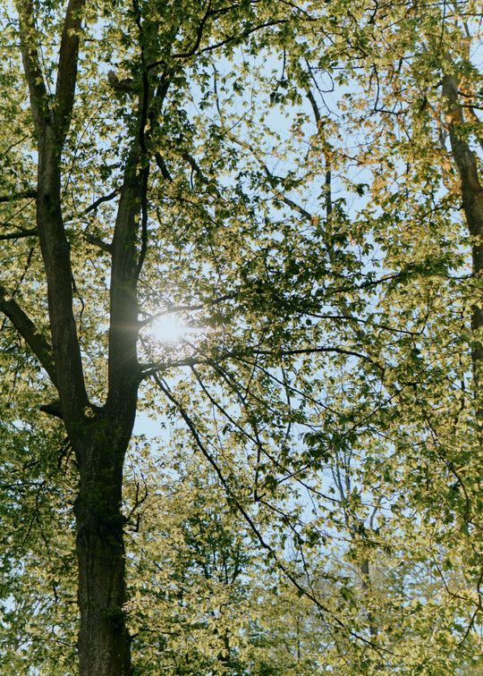 ARTICLE : Chlorophylle : le drink anti-fatigue